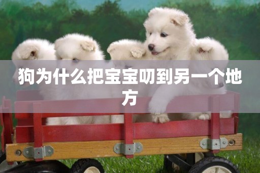 狗為什么把寶寶叨到另一個地方
