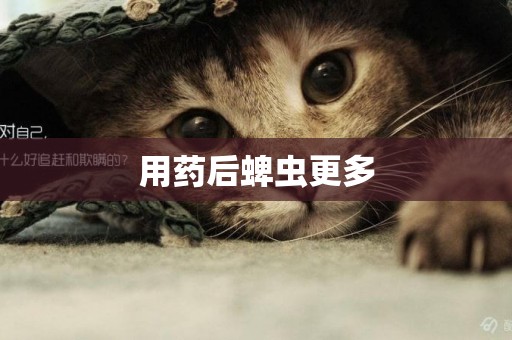 用藥后蜱蟲更多