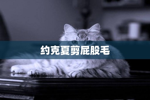 約克夏剪屁股毛
