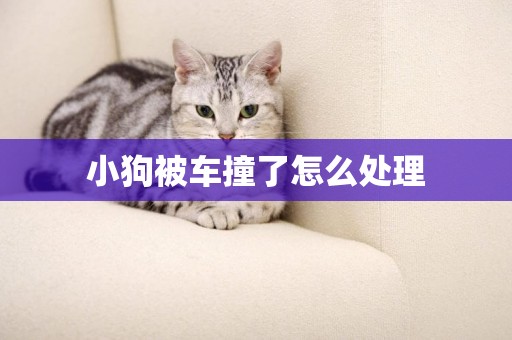小狗被車撞了怎么處理