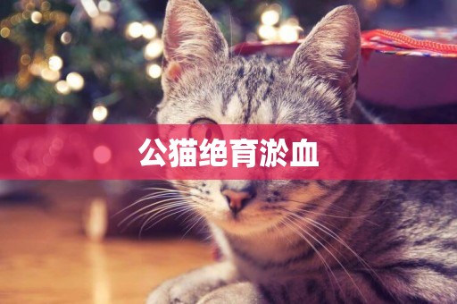 公貓絕育淤血