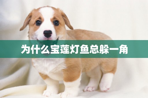 為什么寶蓮燈魚總躲一角