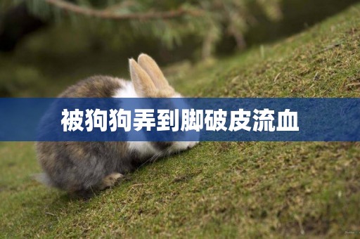 被狗狗弄到腳破皮流血
