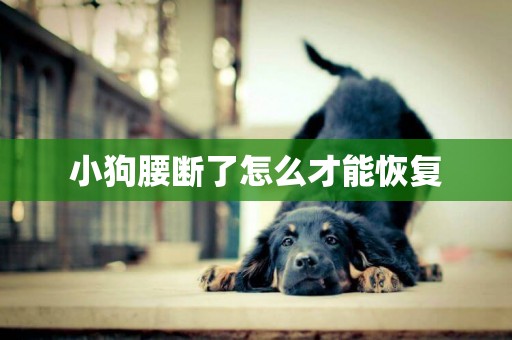 小狗腰斷了怎么才能恢復
