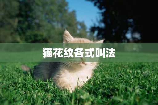 貓花紋各式叫法