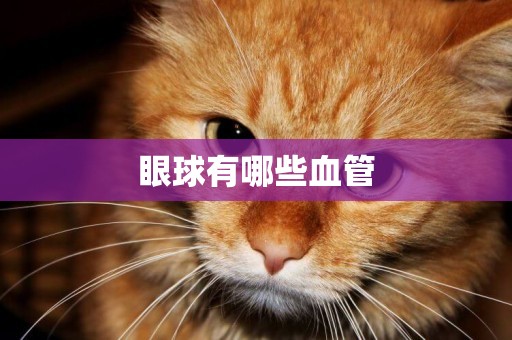 眼球有哪些血管