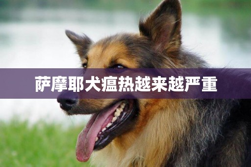 薩摩耶犬瘟熱越來越嚴重