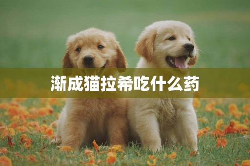 漸成貓拉希吃什么藥