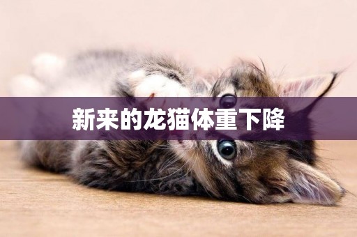 新來的龍貓體重下降