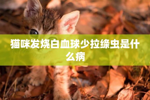 貓咪發燒白血球少拉絳蟲是什么病