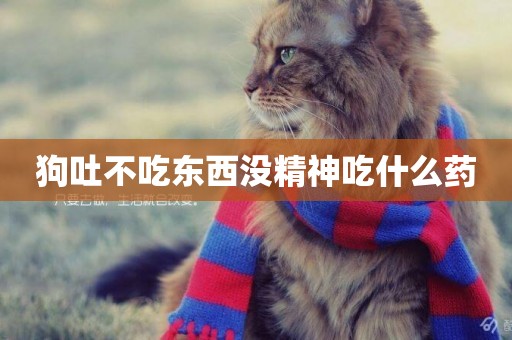 狗吐不吃東西沒精神吃什么藥