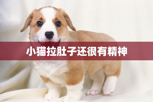 小貓拉肚子還很有精神