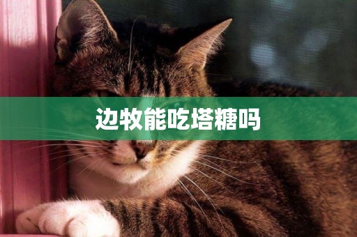 邊牧能吃塔糖嗎