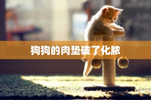 狗狗的肉墊破了化膿
