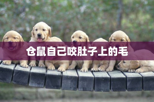 倉鼠自己咬肚子上的毛