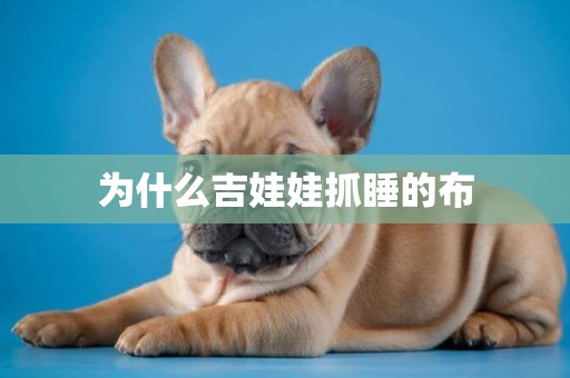 為什么吉娃娃抓睡的布