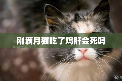 剛滿月貓吃了雞肝會死嗎