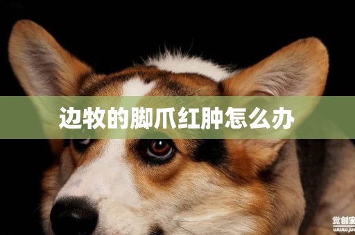 邊牧的腳爪紅腫怎么辦
