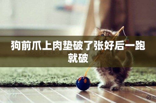 狗前爪上肉墊破了張好后一跑就破