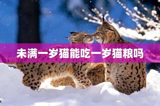 未滿一歲貓能吃一歲貓糧嗎