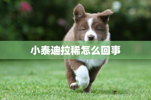 小泰迪拉稀怎么回事