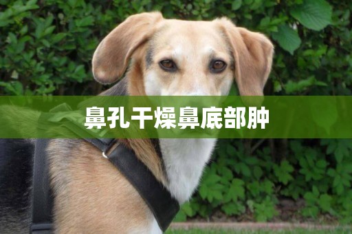 鼻孔干燥鼻底部腫