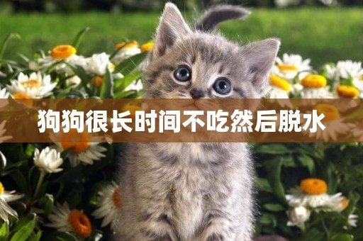 狗狗很長時間不吃然后脫水