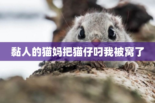 黏人的貓媽把貓仔叼我被窩了