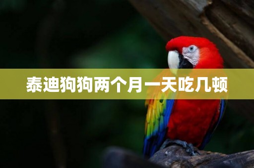 泰迪狗狗兩個月一天吃幾頓