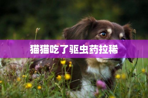 貓貓吃了驅蟲藥拉稀