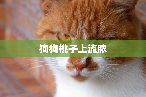 狗狗桃子上流膿