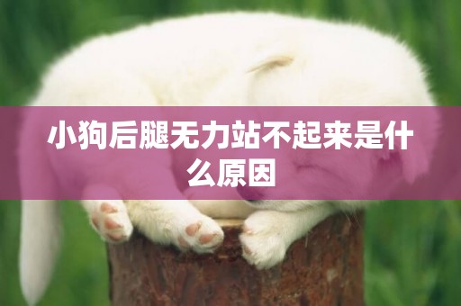 小狗后腿無力站不起來是什么原因