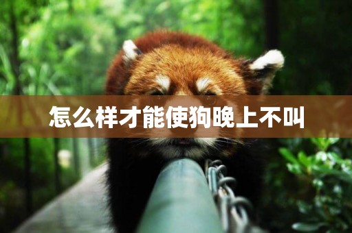 怎么樣才能使狗晚上不叫