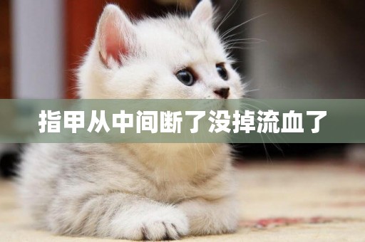指甲從中間斷了沒掉流血了