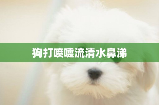 狗打噴嚏流清水鼻涕