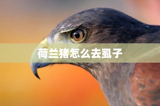 荷蘭豬怎么去虱子