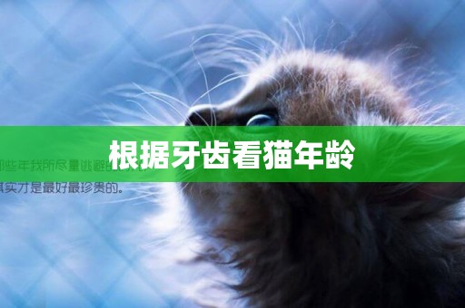 根據牙齒看貓年齡