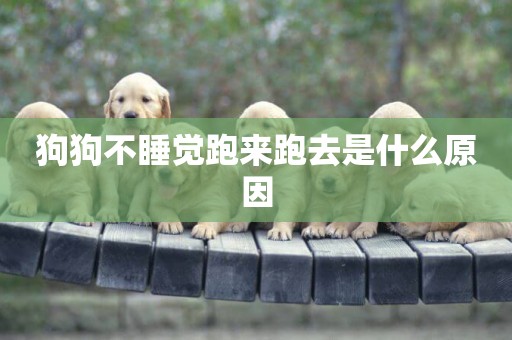 狗狗不睡覺跑來跑去是什么原因