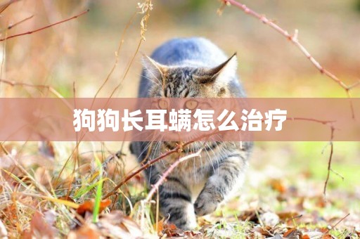 狗狗長耳螨怎么治療