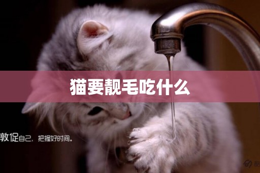 貓要靚毛吃什么