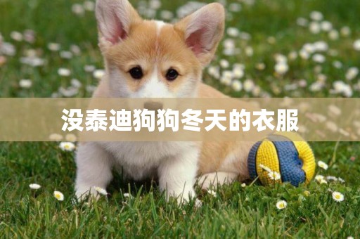 沒泰迪狗狗冬天的衣服