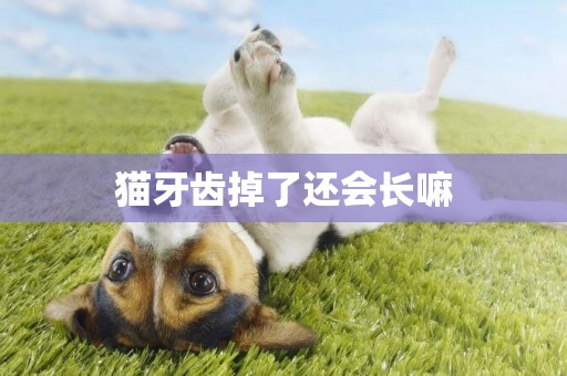 貓牙齒掉了還會長嘛