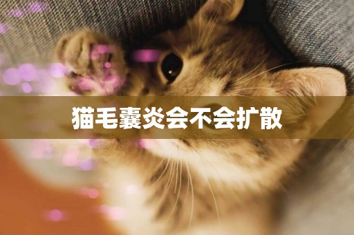 貓毛囊炎會不會擴散