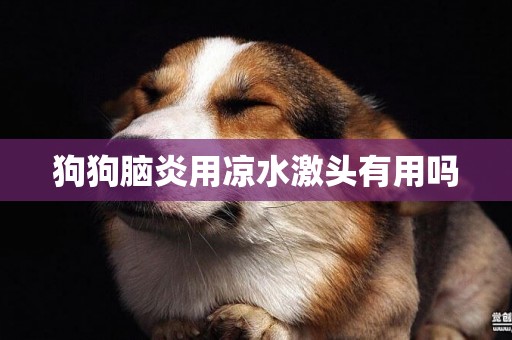 狗狗腦炎用涼水激頭有用嗎