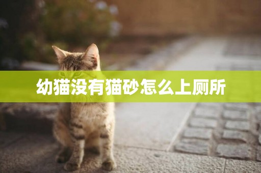 幼貓沒有貓砂怎么上廁所