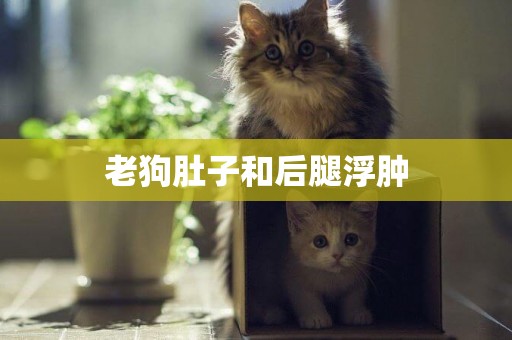 老狗肚子和后腿浮腫