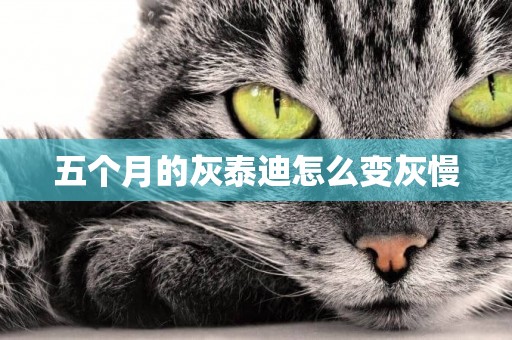 五個月的灰泰迪怎么變灰慢