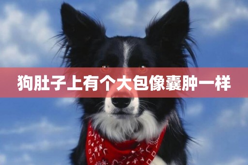 狗肚子上有個大包像囊腫一樣