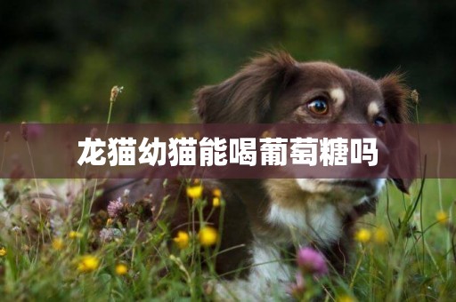 龍貓幼貓能喝葡萄糖嗎