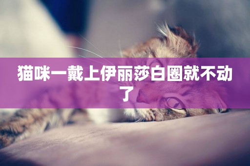 貓咪一戴上伊麗莎白圈就不動了